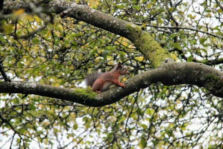 Red squirrel near Hardknott Cottage